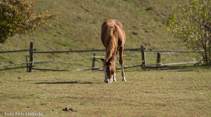 Fotografie číslo: 20111022-3728